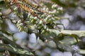 Mahonia aquifolium plant with blue fruits, ornamental evergreen plant