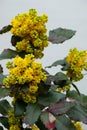 Mahonia aquifolium