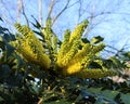 Mahonia bealei