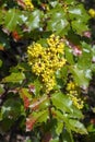 Mahonia Berberis aquifolium `Golden Abundance`