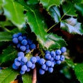 Mahonia with berries detail