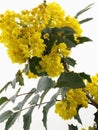 Mahonia Blossom Royalty Free Stock Photo