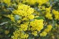 Mahonia blossom Royalty Free Stock Photo