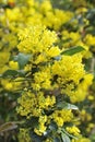 Mahonia blossom Royalty Free Stock Photo