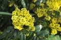 Mahonia blossom Royalty Free Stock Photo