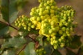 Mahonia blossom Royalty Free Stock Photo