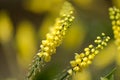 Mahonia blossom