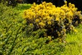 Mahonia bush in park