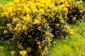 Mahonia bush in park