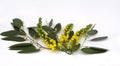 Mahonia on Eucalyptus Spray