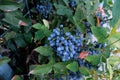 Mahonia fruits, blue berries on an ornamental shrub in the garden