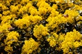 Mahonia flowers in the park