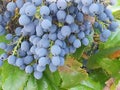 Mahonia fruits typical for the color, also suitable as a base for soft drinks