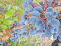 Mahonia fruits typical for the color, also suitable as a base for soft drinks