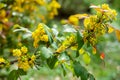 Mahonia is a genus of approximately 70 species of evergreen shrubs and, rarely, small trees in the family Berberidaceae.