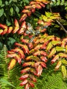 Mahonia Japonica