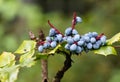 Mahonia Japonica Bealei Fruit Shrub