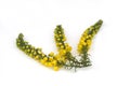 Mahonia Spray Royalty Free Stock Photo