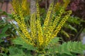 Mahonia x media Charity flowering in autumn in East Grinstead Royalty Free Stock Photo