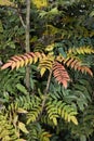 Colorful foliage of Mahonia x media