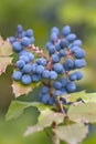 Mahonie- Mahonia aquifolium