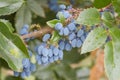 Mahonie- Mahonia aquifolium Royalty Free Stock Photo