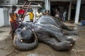 A mahout begins to wash his elephant within the Kataragama Temple in Kandy in Sri Lanka.