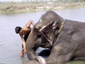 Mahout cleaing his elephant