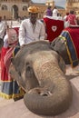 Mahout and Elephant