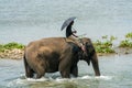 Mahout or elephant rider riding a female elephant in the river Royalty Free Stock Photo