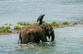 Mahout or elephant rider riding a female elephant in the river Royalty Free Stock Photo