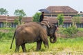 Mahout or elephant rider with umbrella riding a female elephant Royalty Free Stock Photo