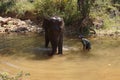 Mahout gives elephant bath