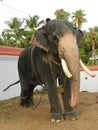 Mahout and his proud bull elephant, Thrissur, Kerala, India