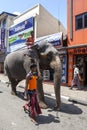 A mahout leads an elephant through the streets of Kandy in Sri Lanka.