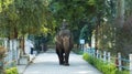 Mahout/Mahawat riding female elephant at Indore Zoo, India Royalty Free Stock Photo