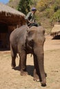 Mahout rides his elephant