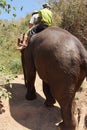 Mahout rides his elephant