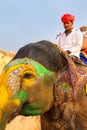 Mahout riding decorated elephant on the cobblestone path to Amber Fort near Jaipur, Rajasthan, India