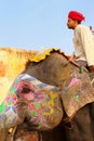 Mahout riding decorated elephant on the cobblestone path to Amber Fort near Jaipur, Rajasthan, India Royalty Free Stock Photo