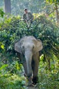 Mahout riding domestic elephant in nepali jungle