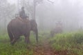 Mahout riding elephant in the wild on the morning. Thailand.