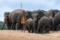 A mahout stands with a herd of elephants at the Pinnawala Elephant Orphanage (Pinnawela) in central Sri Lanka.