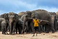 A mahout stands with a herd of elephants at the Pinnawala Elephant Orphanage (Pinnawela) in central Sri Lanka. Royalty Free Stock Photo