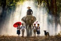 Mahout and student little asian in uniform are raising elephants on walkway in forest with a dog. Student little asian girl and
