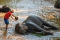 Mahout take a bath elephant Royalty Free Stock Photo