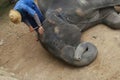 A mahout treat illness elephant,