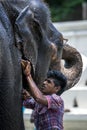 A mahout washing his elephant within the Temple of the Sacred Tooth Relic prior to the Esala Perahera in Kandy in Sri Lanka.