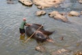 Mahout washing his elephants at Maha Oya River. Pinnawala Elephant Orphanage. Sri Lanka