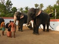 Mahouts discussing final preparations, Thrissur, Kerala, India